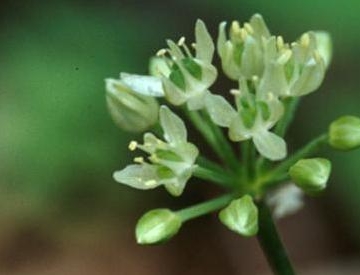 allium_tricoccum_mt