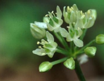 allium_tricoccum_mt