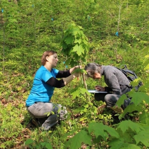 Plantation-les amis de la montagne