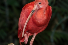 Ibis rouge_Michel Guerin