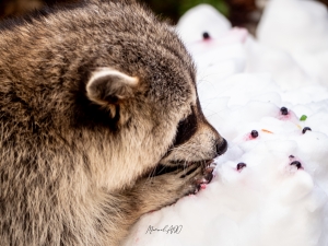 ManuelAñò_SABM_IlNeigeAuBiodôme_Signée-18