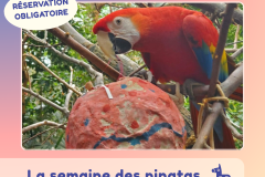 13 - activités pinatas