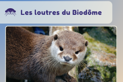 14 - conférence loutres