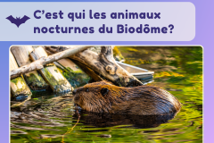 16 - conférence nocture