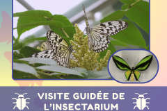 18 - activité insectarium