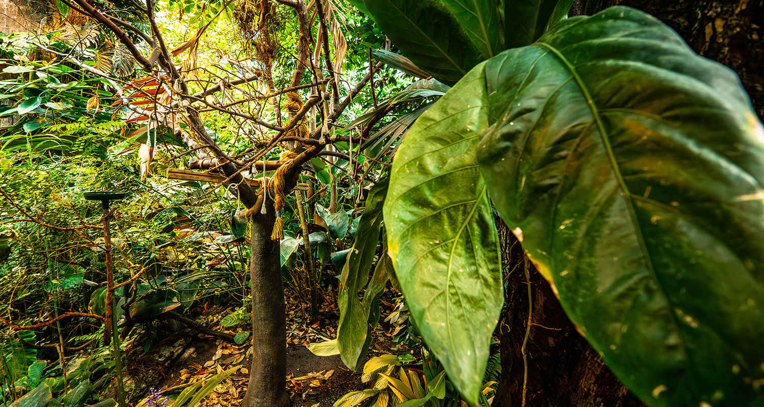 La Société des Amis du Biodôme de Montréal