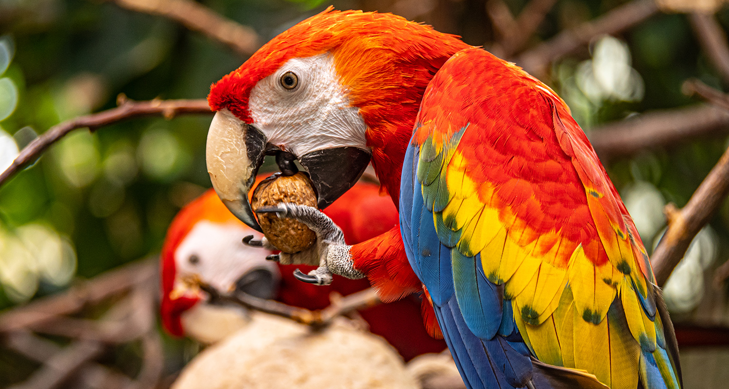 La Piñateria au Biodôme